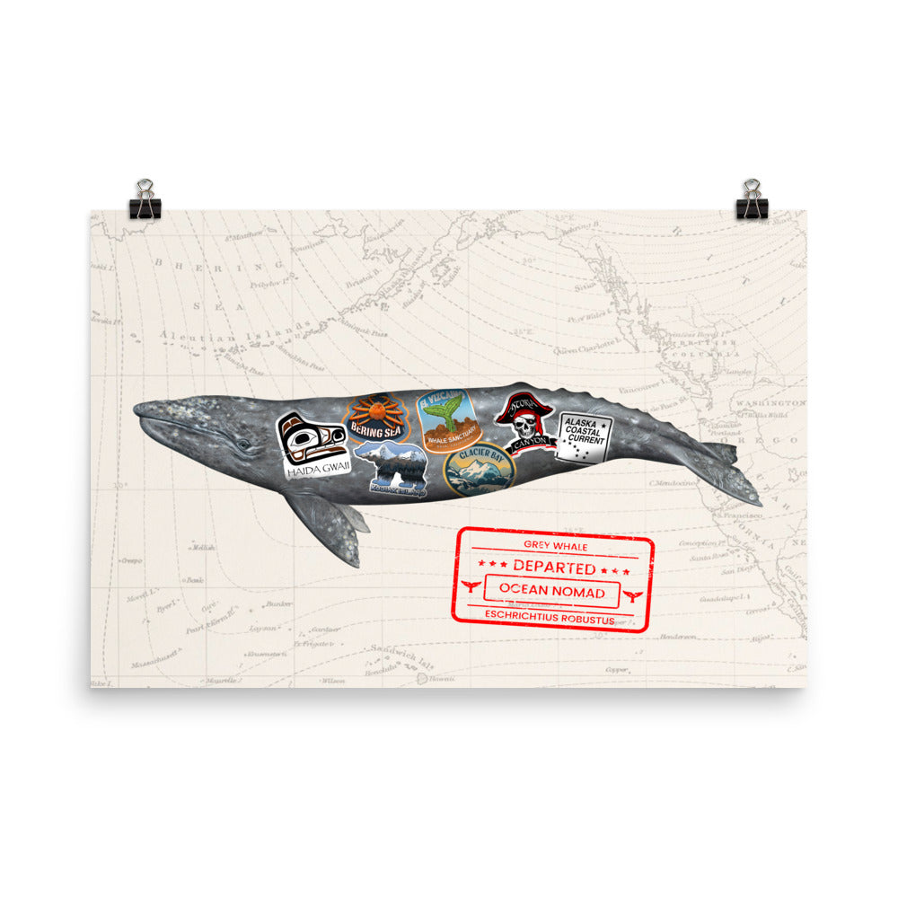 Gray whale ocean nomad poster, grey whale swimming, oceanography map, and travel stickers on whale, sizes 24x26, 18x24,16x20,12x16.