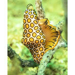 Flamingo Tongue snail.