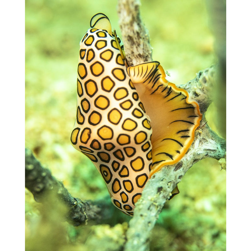 Flamingo Tongue snail.